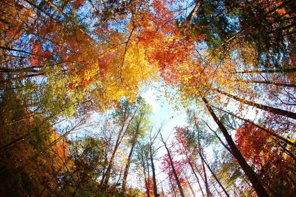 Romantic, Honeymoon Cabin In The Smokies! Gatlinburg Ngoại thất bức ảnh